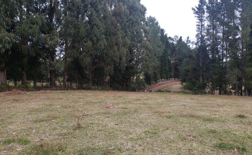 Se Vende Parcela De 5.000 M2 con Rol Propio En Puyehue, Osorno.
